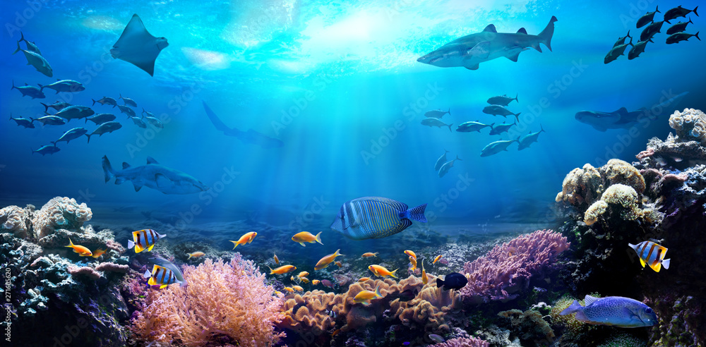 Coral reef underwater view